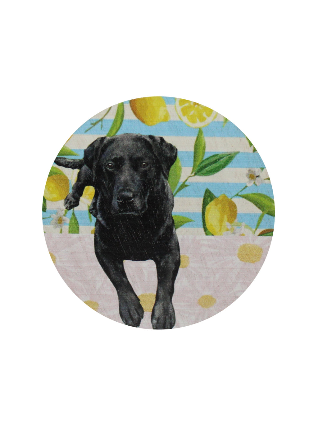 Scented Sand + Paws Tropical Citrus 12 oz scented candle
