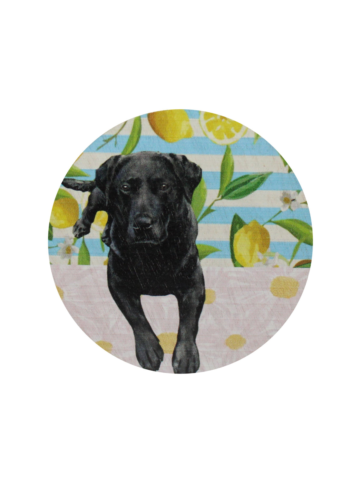 Cozy Sand + Paws Tropical Citrus 12 oz scented candle