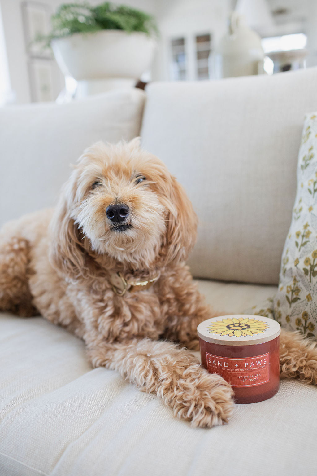 Scented Sand + Paws Apple Spice 12 oz scented candle