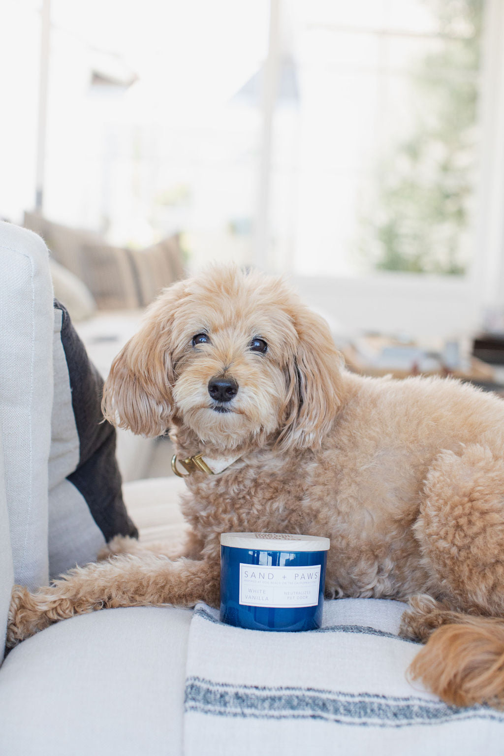 Scented Sand + Paws White Vanilla 12 oz scented candle