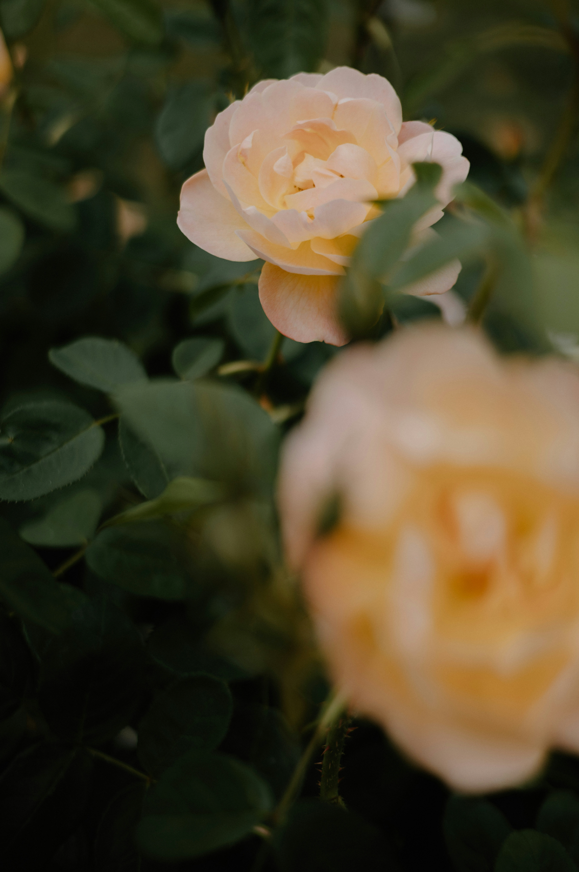 Portable Rose of Nowhere 50ml Perfume Oil Rollerball