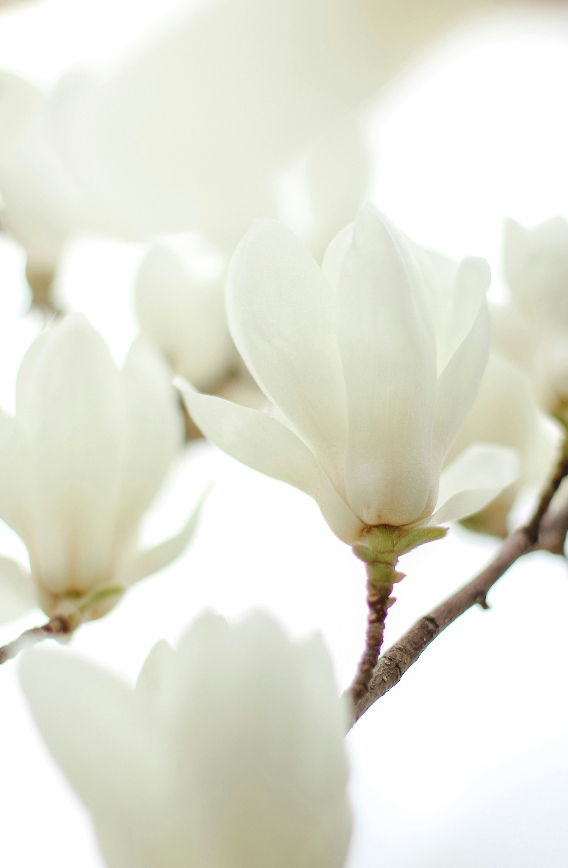 Portable Ivory Bloom 50 ml Perfume Oil Rollerball