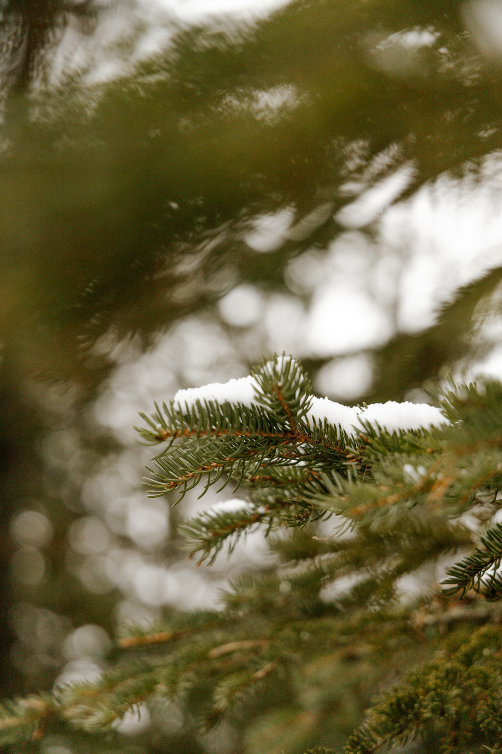 Cozy Pine & Sage 12 oz scented candle