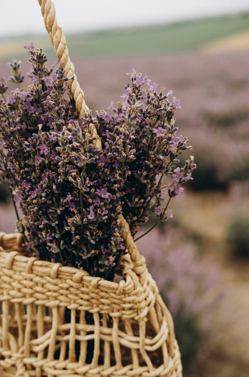 Fresh Cedar & Lavender 100 ml Room Spray