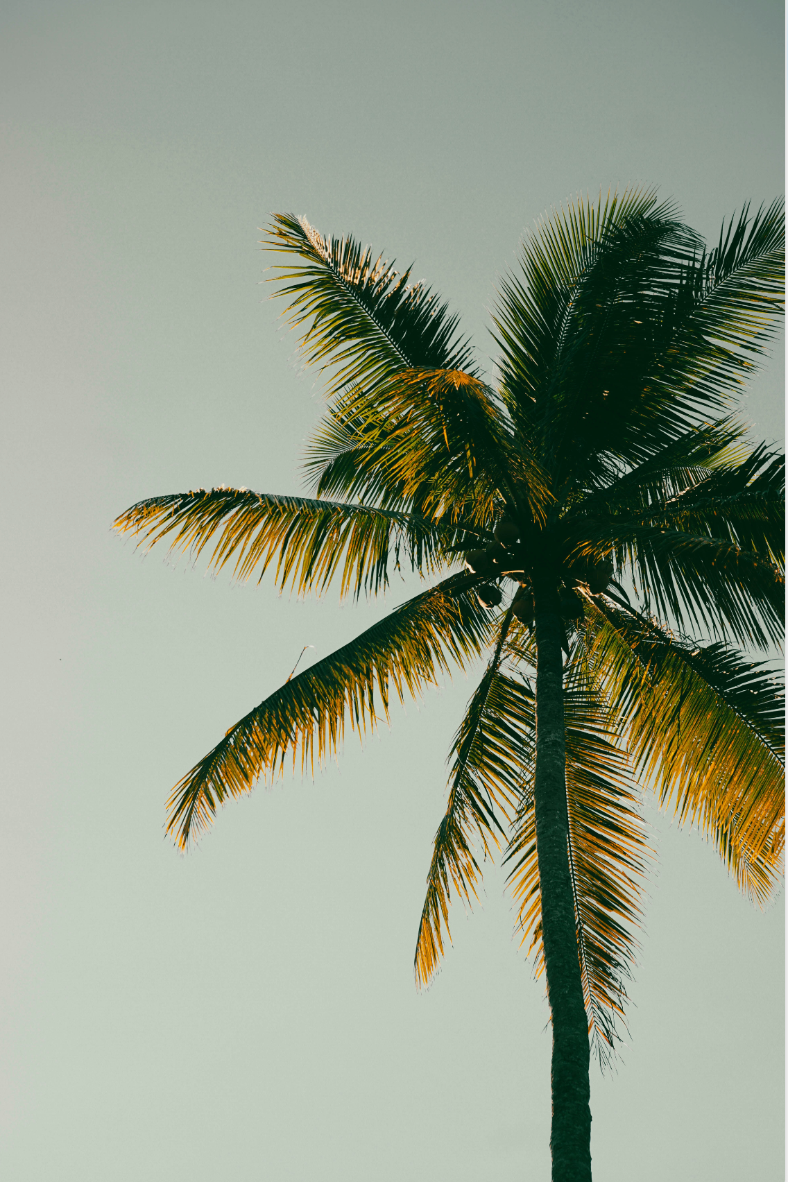 Fresh Coconut & Palm 100 ml Room Spray