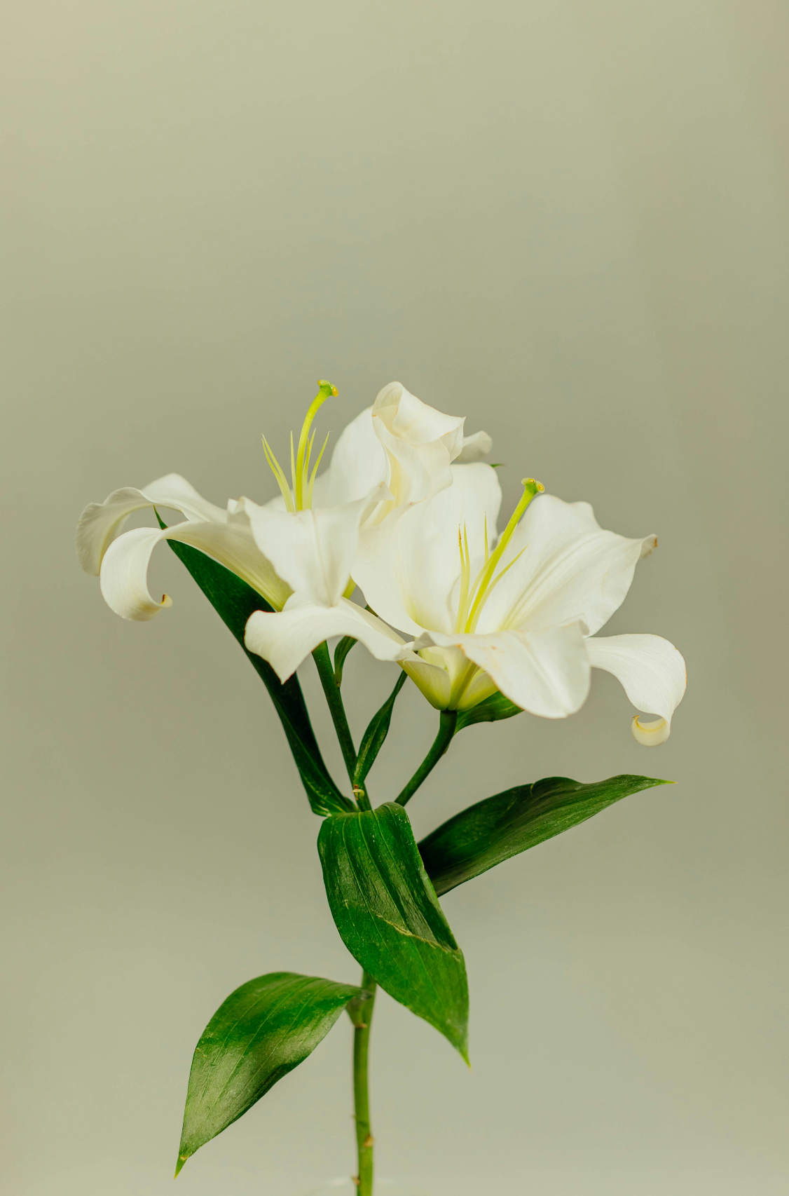 Scented Gardenia 12 oz scented candle