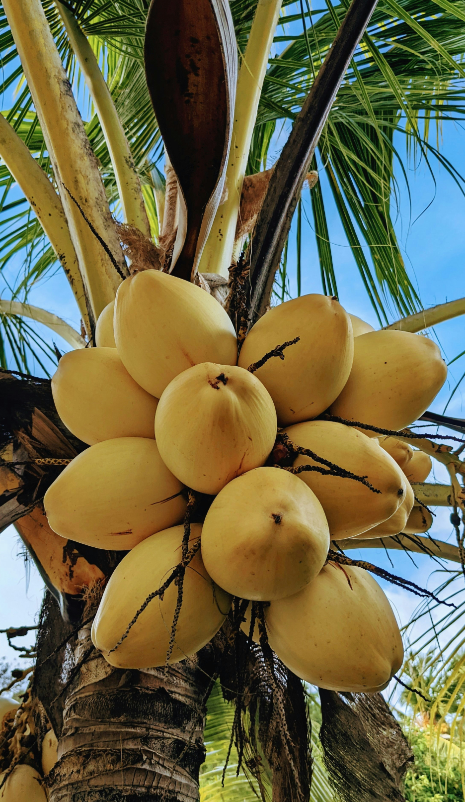 Refreshing Mango Coconut 32 oz Body Wash