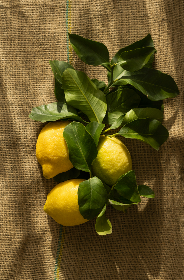 Scented Olive Lemon 12 oz scented candle