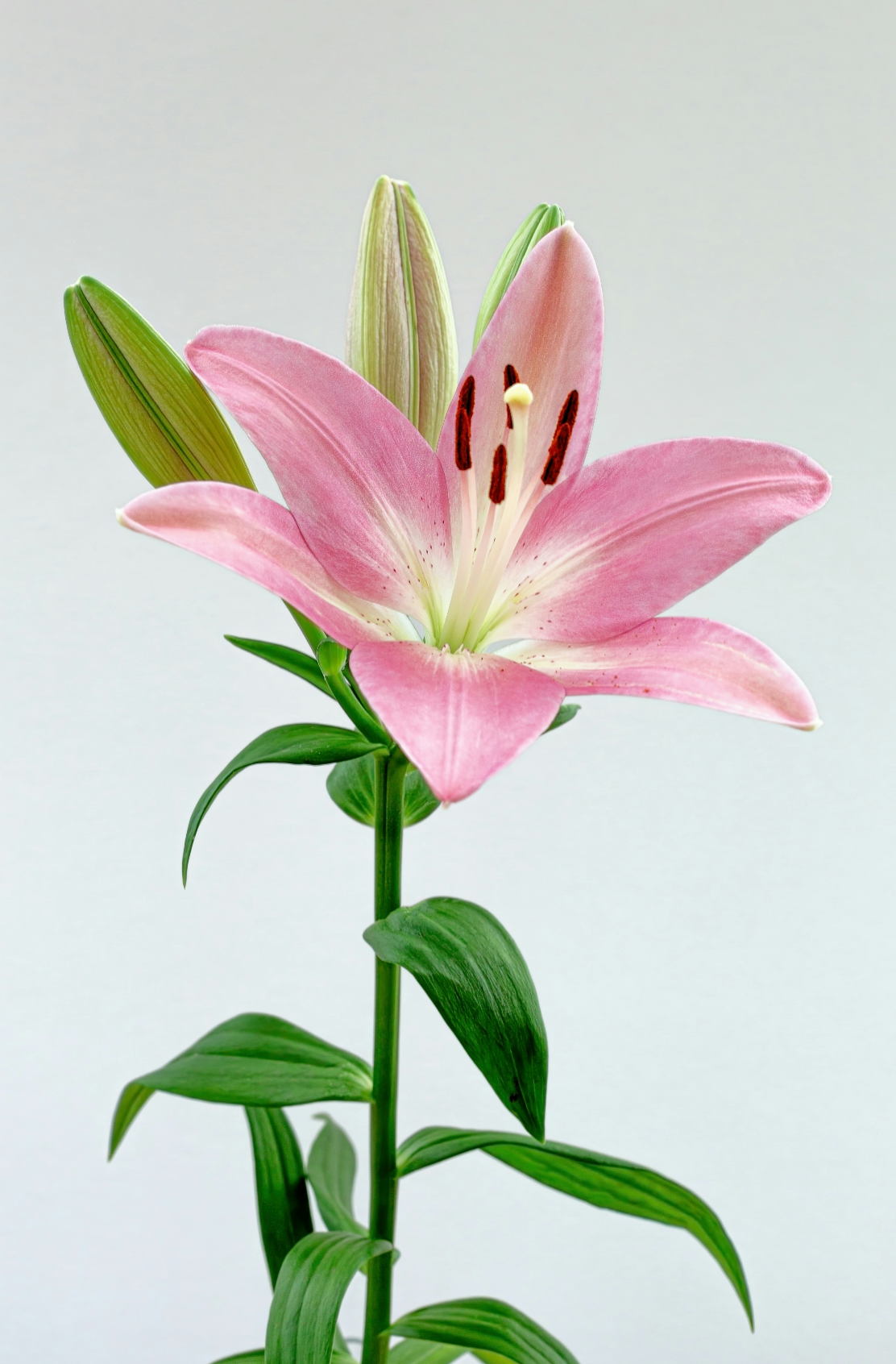 Signature Peony & Lily 50 ml Perfume Oil Dropper