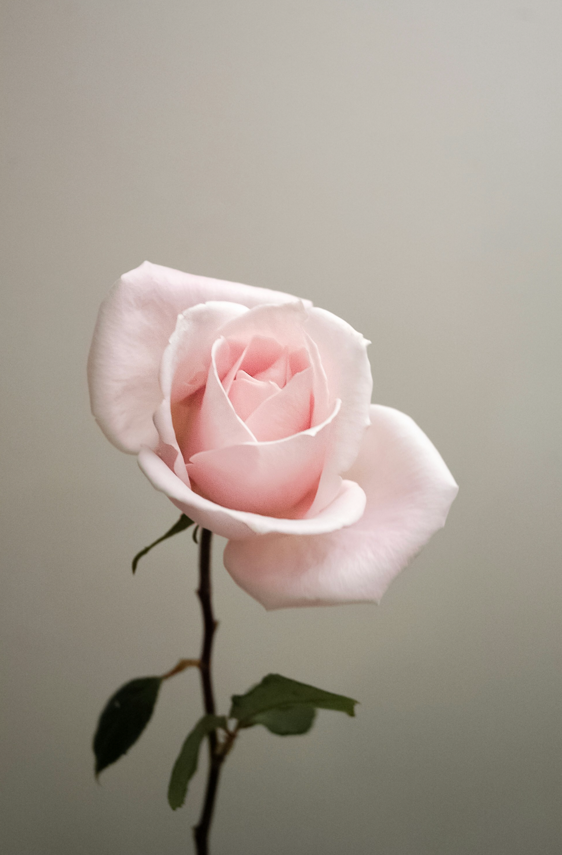 Classic Sweet Rose 100 ml Eau de Toilette