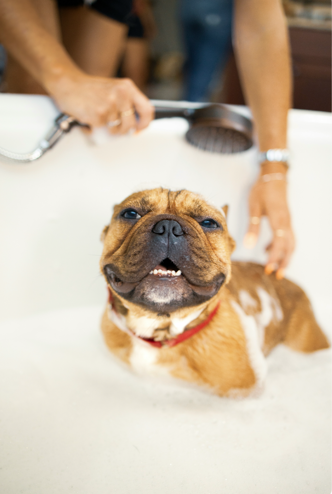 Convenient Sand + Paws Pet Shampoo & Conditioner - Coconut & Lychee