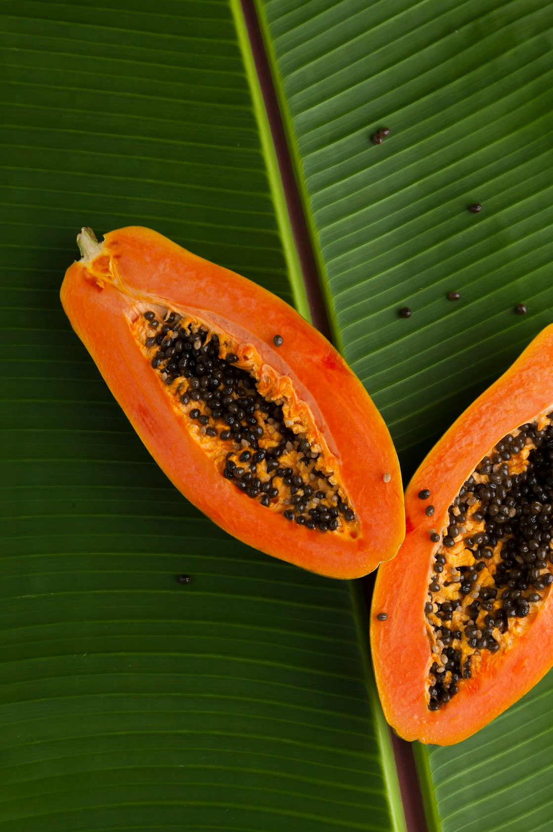 Scented Island Papaya 10 oz scented candle