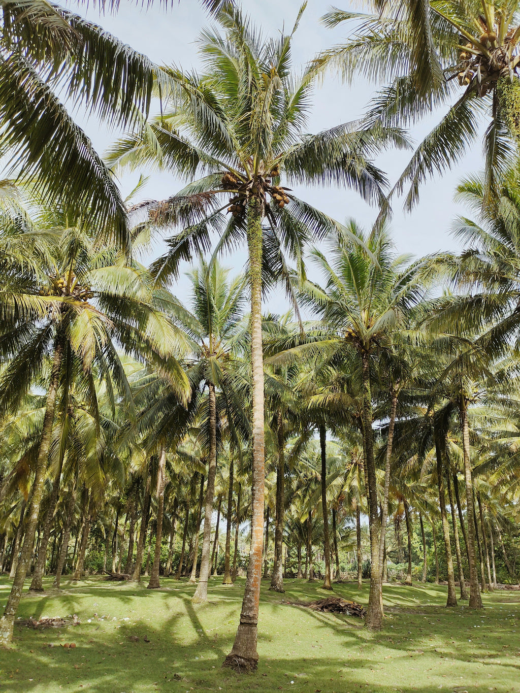 Hydrating Balinese Coconut Body Lotion