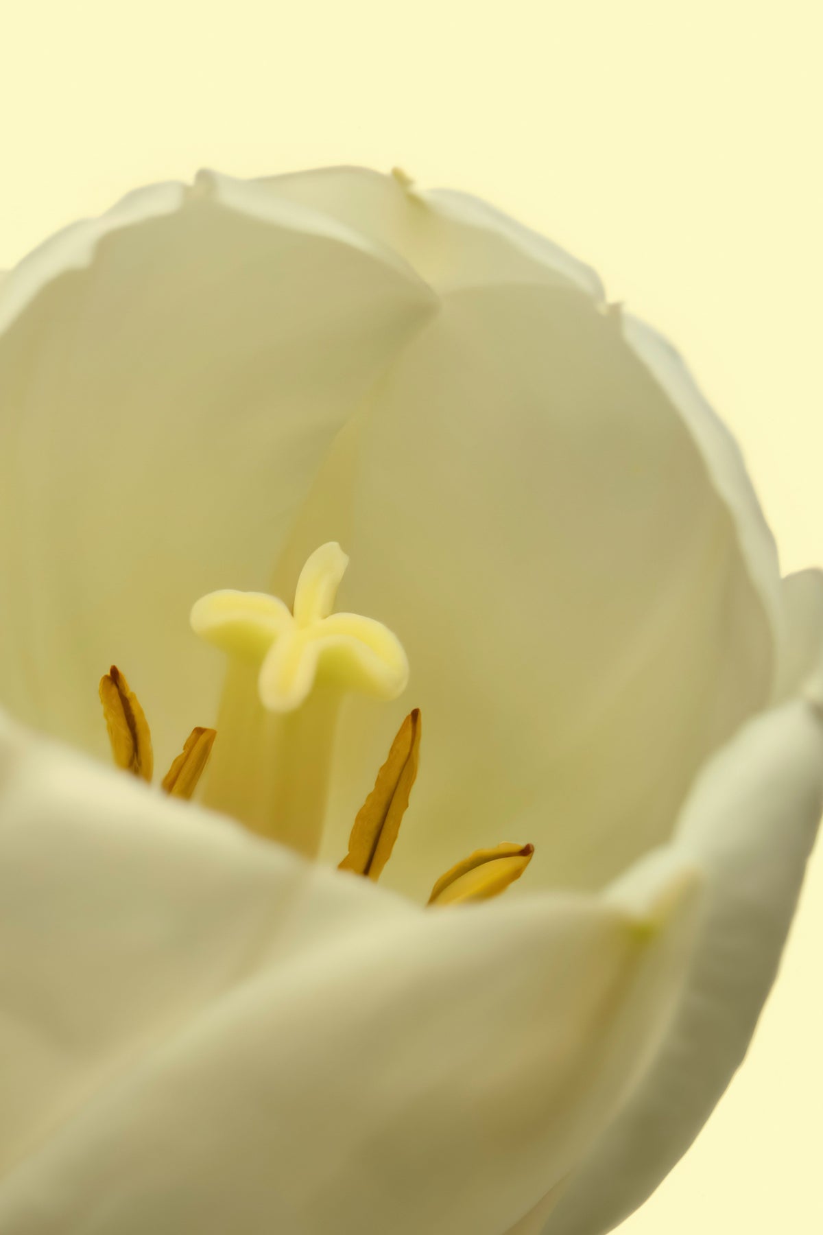 Portable White Tulip 50ml Perfume Oil Rollerball