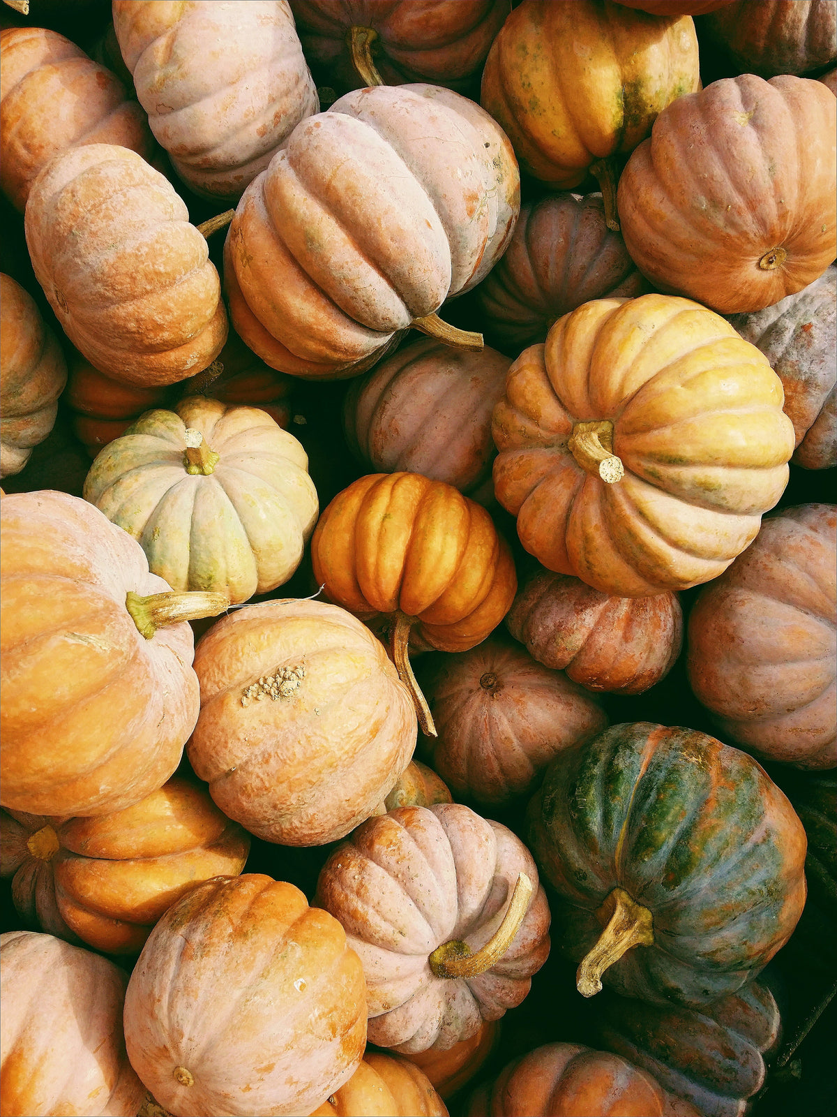 Scented Pumpkin Patch 12 oz scented candle
